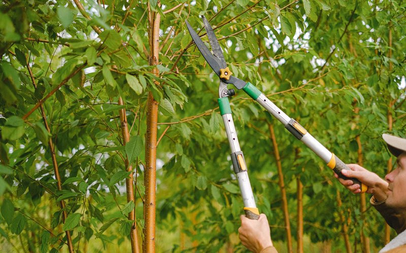 Tree trimming in Parrottsville, TN