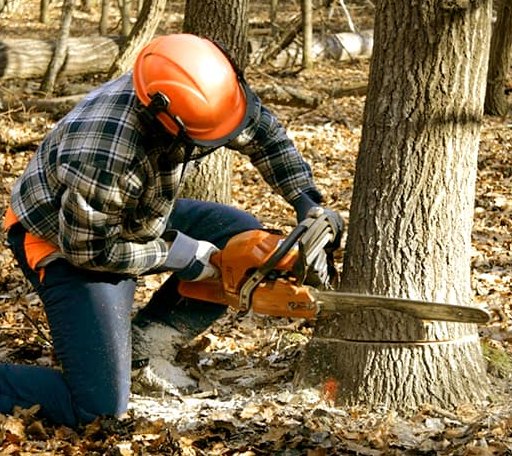 Tree Removal in Parrottsville, TN